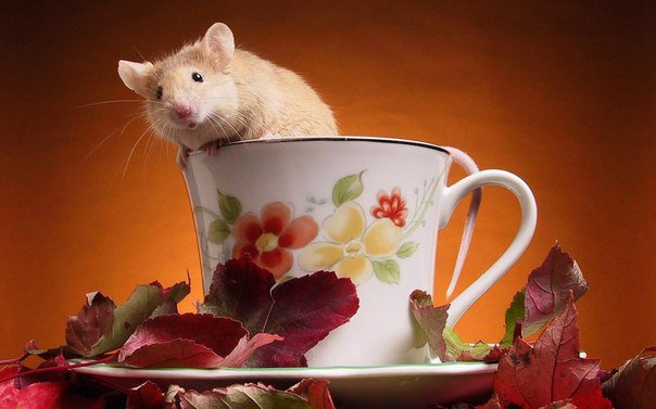 мыша - посуда, листья, мышка, мыши, для кухни - оригинал