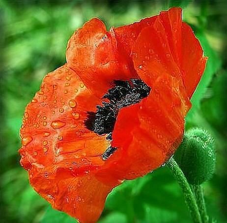 Красивый мак. - мак, цветок - оригинал