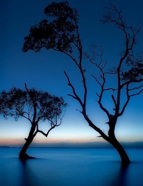 Деревья в воде - вода, деревья - оригинал