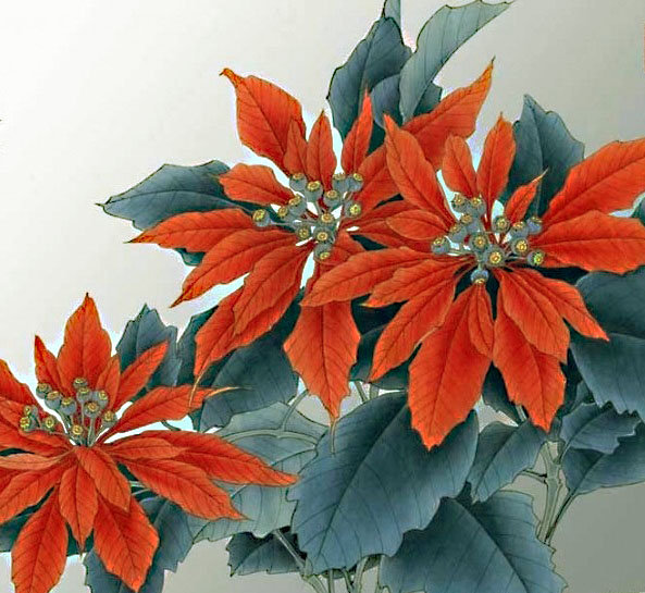 пуансентия - цветы - оригинал