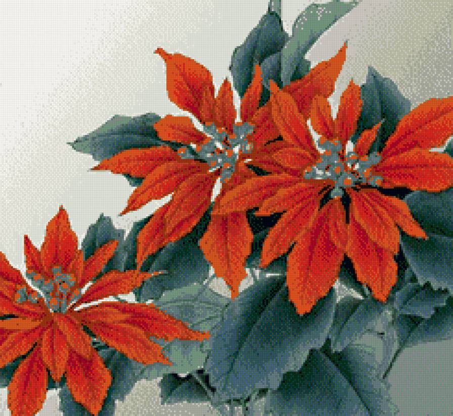 пуансентия - цветы - предпросмотр