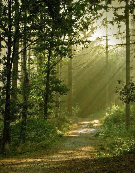 №518543 - оригинал