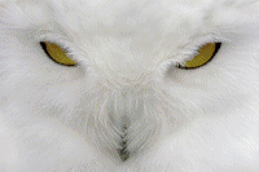 белая сова - сова, природа, птицы, филин, серия птицы, хищные птицы - предпросмотр