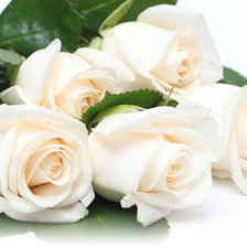 Схема вышивки «нежные розы»