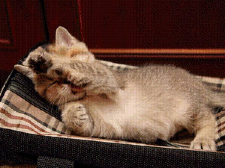 котик - сон, котенок, котик, лизун - предпросмотр