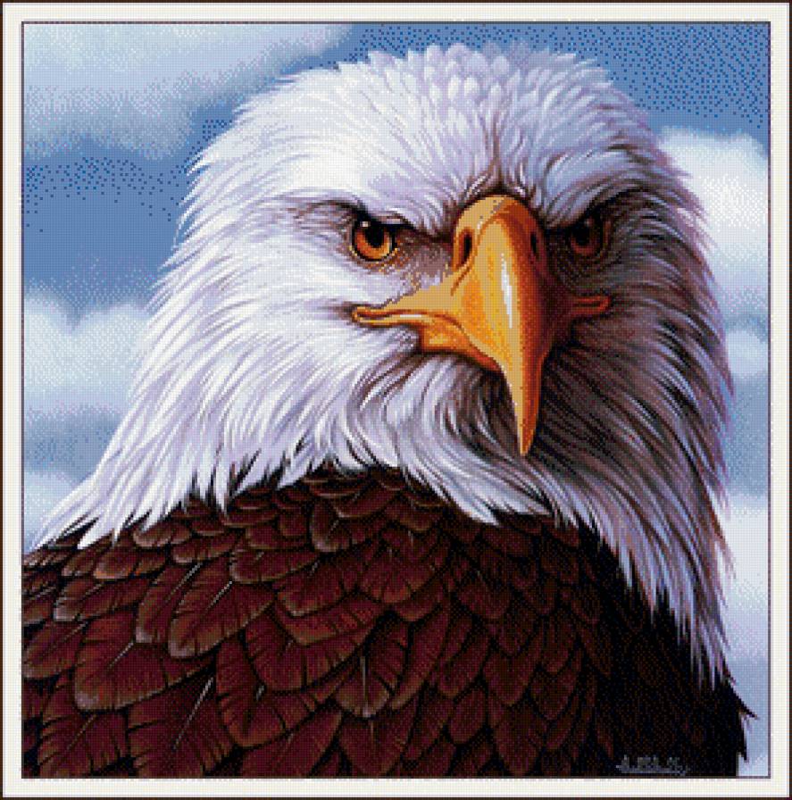 Строгий взгляд - орлы, птицы - предпросмотр