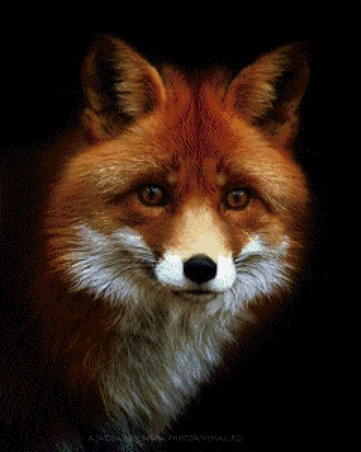 Лис - предпросмотр