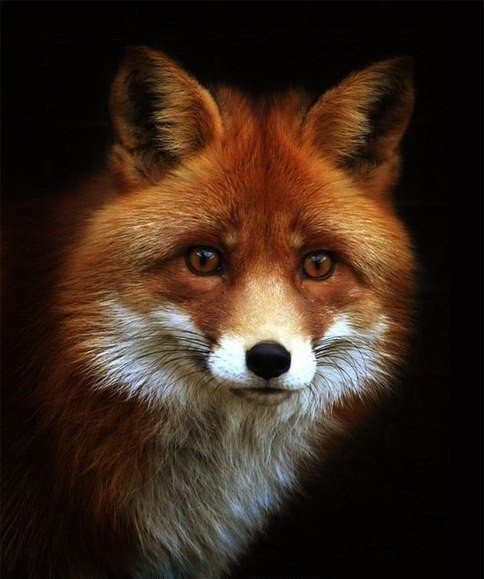 Лис - оригинал