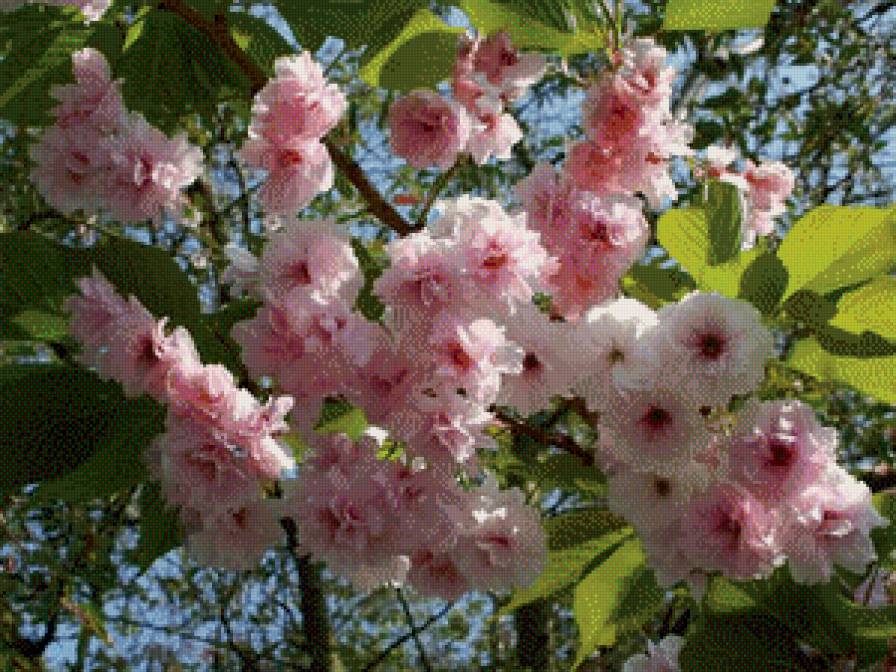 весна - предпросмотр