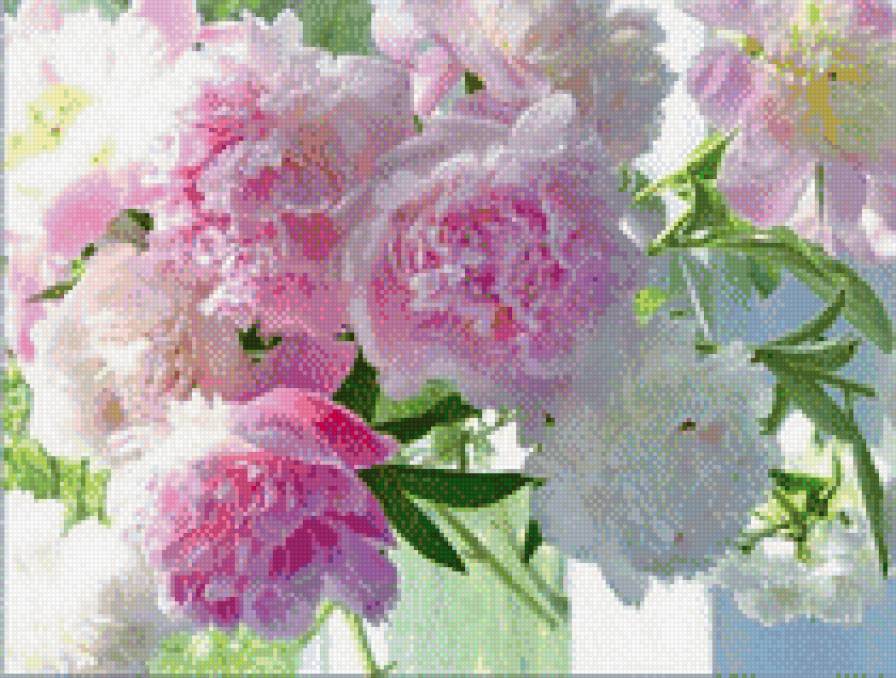 пионы - цветы - предпросмотр