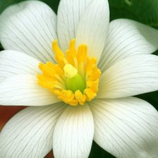 Схема вышивки «нарцисс»