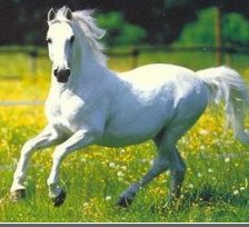 Оригинал схемы вышивки «белая лошадь» (№519251)
