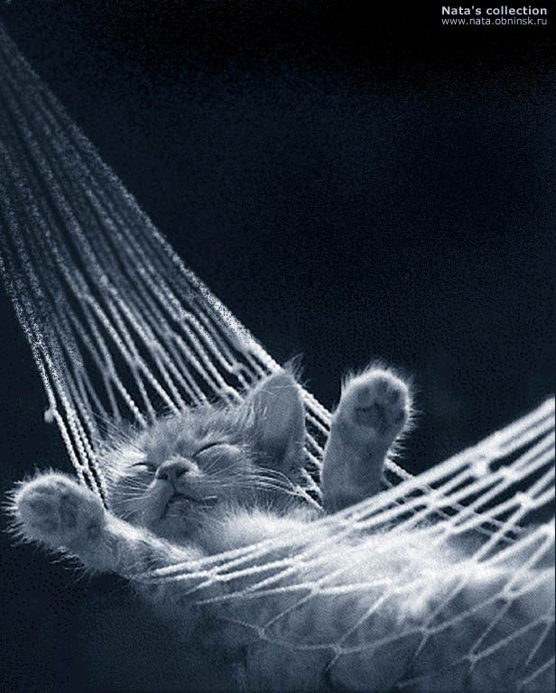 кот на отдыхе - оригинал