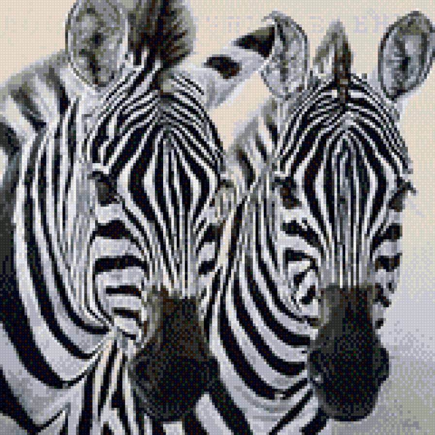 Зебры - зебры - предпросмотр