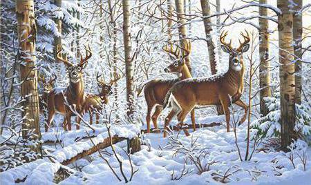 олени в зимнем лесу 2 - зима, олени, дикие.животные.лес.природа, закат, косули - оригинал