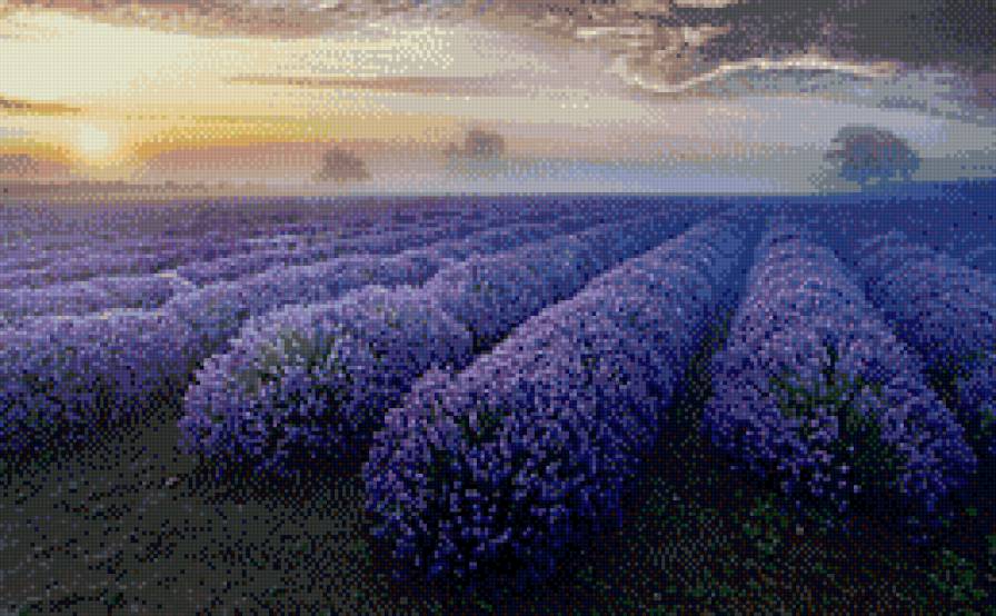 Лавандовый рассвет. - поле, лаванда, рассвет, тишина - предпросмотр