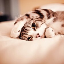 Схема вышивки «котярка»