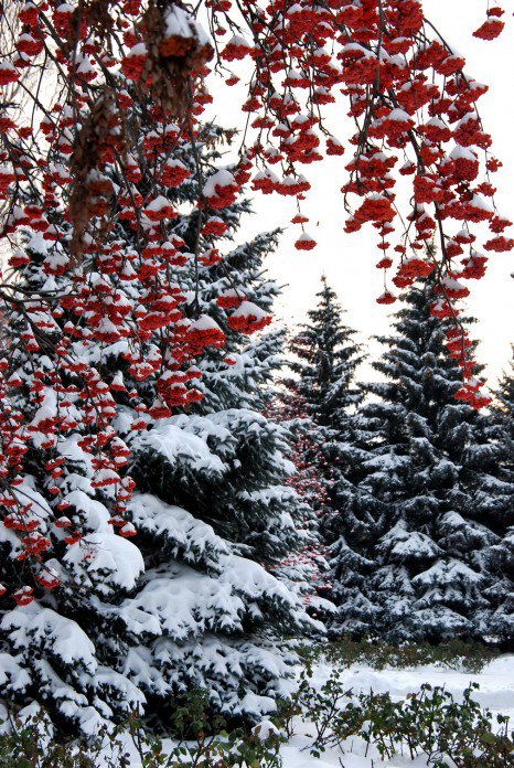 Рябина зимняя - зима пейзаж лес рябина - оригинал