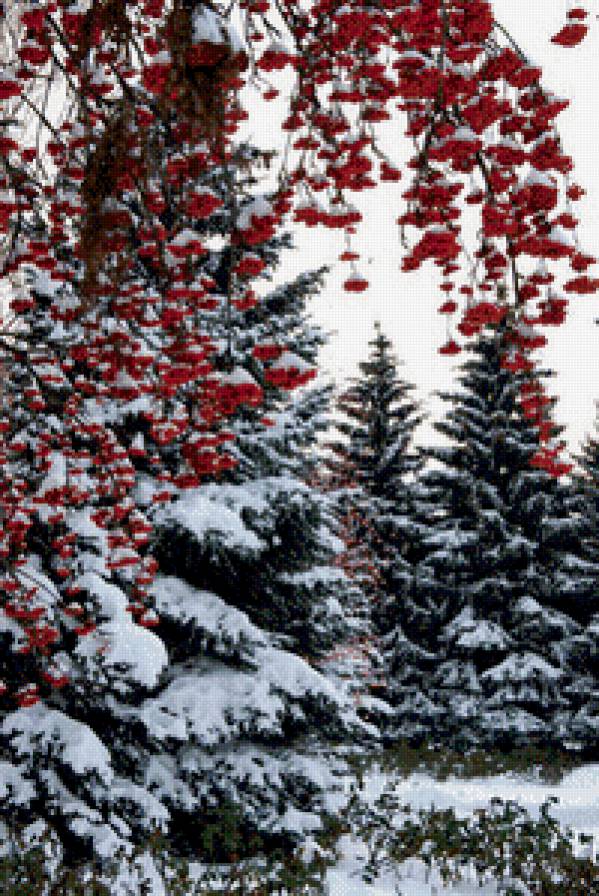 Рябина зимняя - зима пейзаж лес рябина - предпросмотр