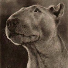 Оригинал схемы вышивки «бультерьер» (№519749)