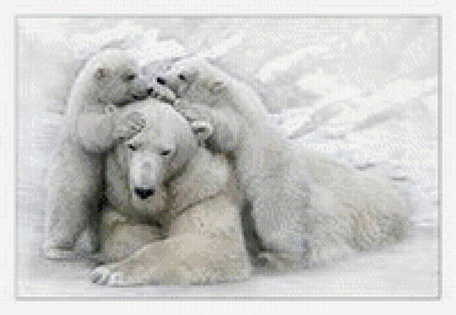 белый медведь - предпросмотр