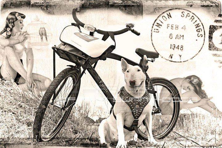 бультерьер - бультерьер - оригинал