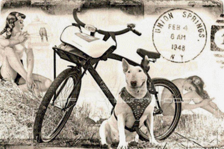 бультерьер - бультерьер - предпросмотр