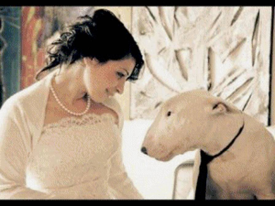 бультерьер - бультерьер - предпросмотр