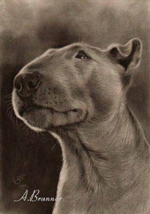 бультерьер - бультерьер - оригинал