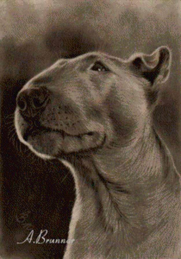 бультерьер - бультерьер - предпросмотр