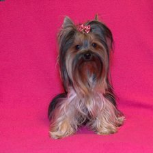 Схема вышивки «Трюкси моя»