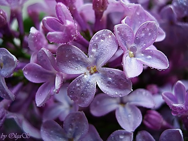 Сирень - сирень, цветы - оригинал