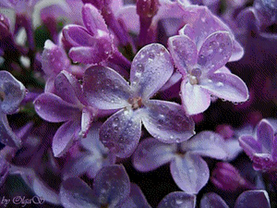 Сирень - цветы, сирень - предпросмотр