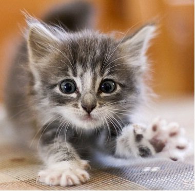 котонок 2 - котонок - оригинал