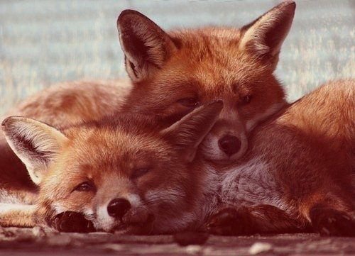 лисята - оригинал