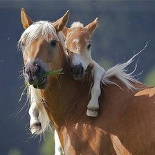 Схема вышивки «№520477»