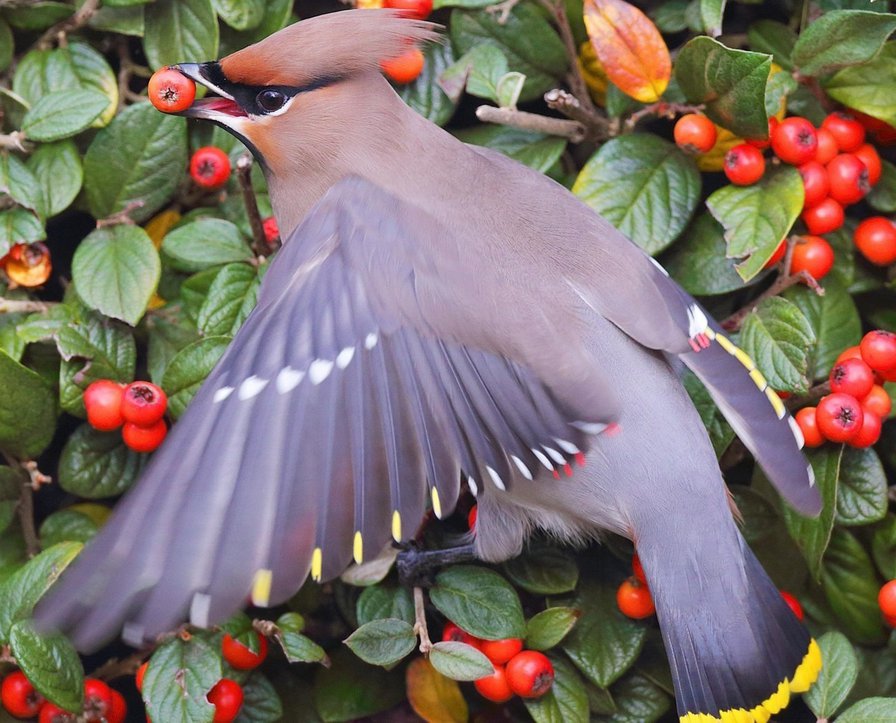 Птичка - оригинал