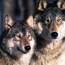 пара волков 3