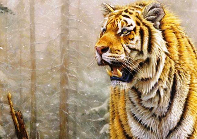 Тигр - снег, зима, дикие кошки, животные - оригинал