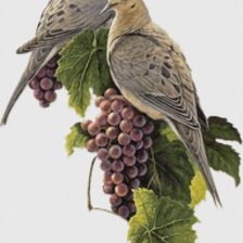 Схема вышивки «птици»