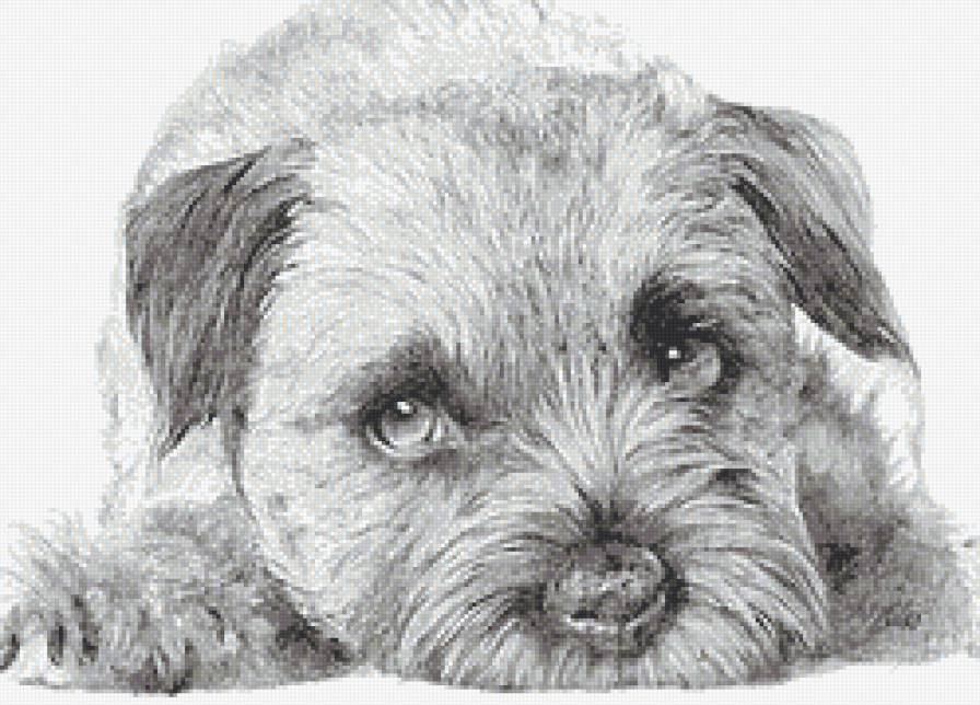 Щенок - монохром, животные, собаки - предпросмотр