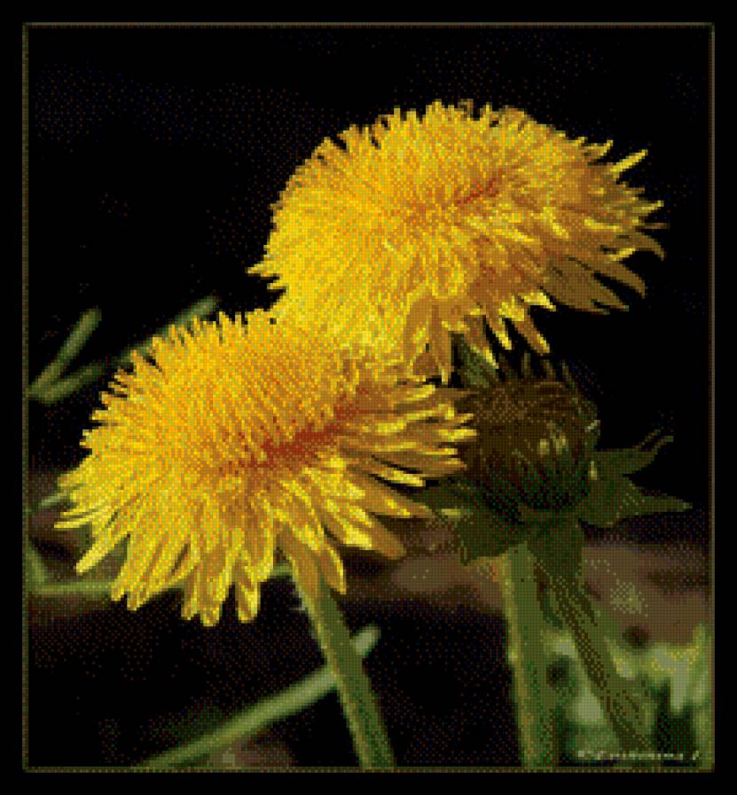 Одуванчики на черном. - одуванчики, цветы, черный - предпросмотр