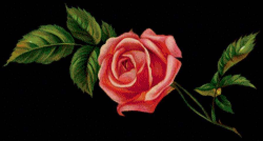 №520847 - розы, цветы, на черном - предпросмотр