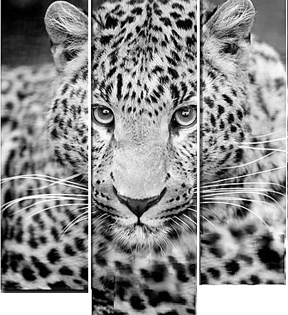 Леопард (триптих) - животные, большие кошки, монохром, триптих, леопард - оригинал