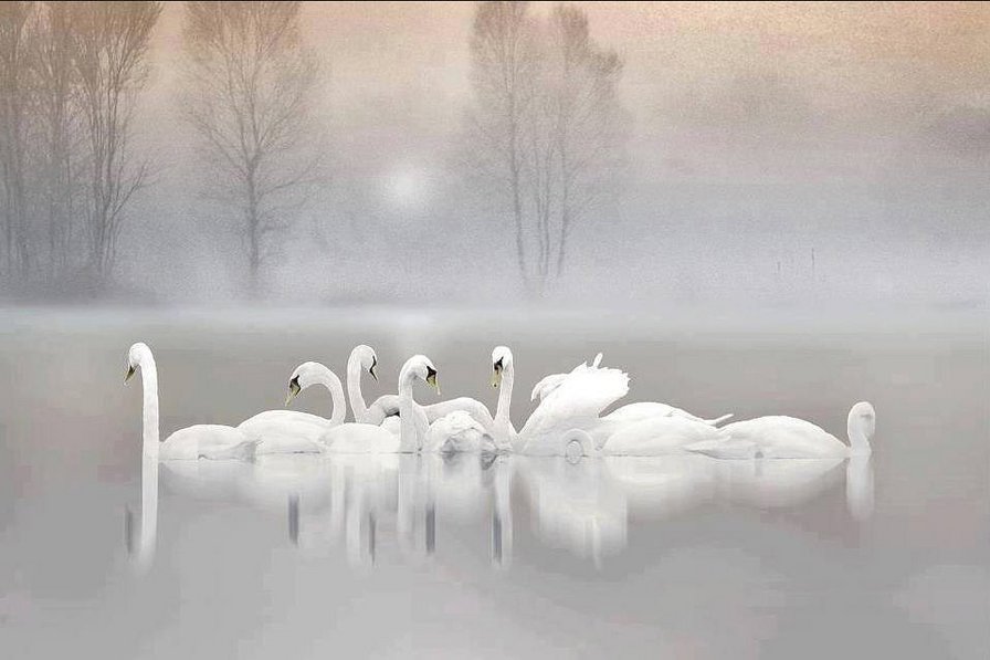 Лебеди на пруду. - пруд, озеро, природа, лебеди - оригинал
