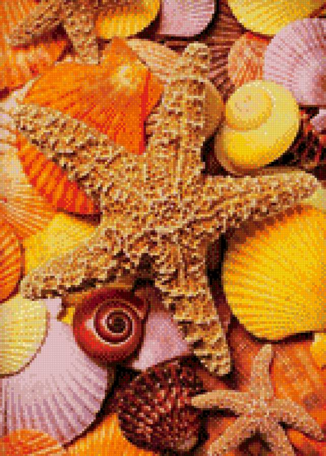 ракушки - предпросмотр