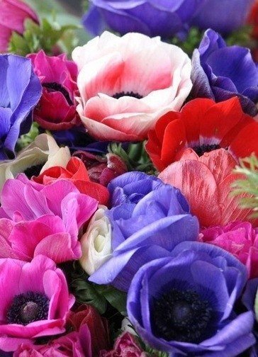 маки - оригинал