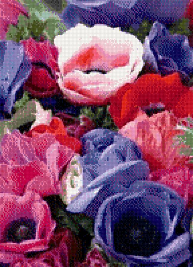 маки - предпросмотр