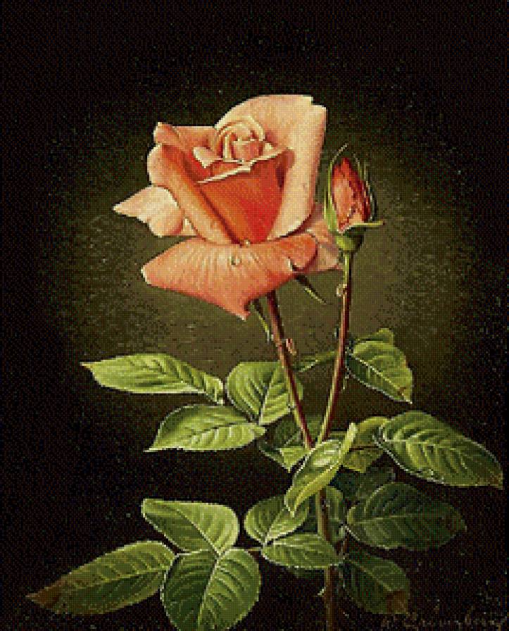 роза - цветок - предпросмотр