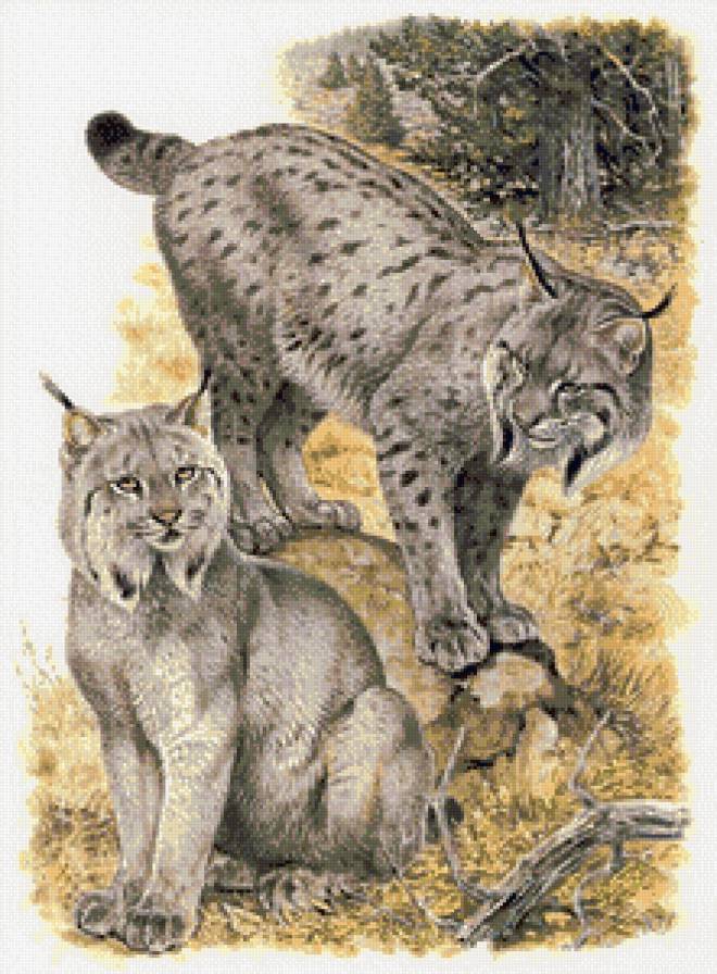 "Семейство кошачьих" - большие кошки, рыси - предпросмотр